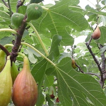 Apartman Laurus Malinska Kültér fotó